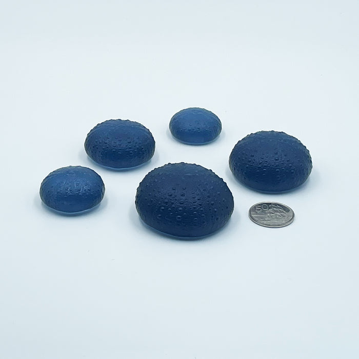 Sea Urchins/Kina - Steel Blue
