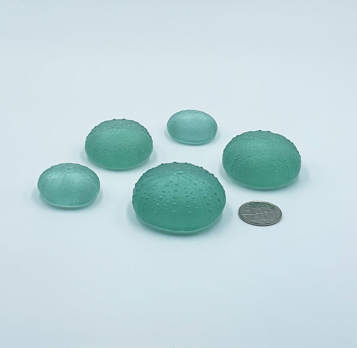 Sea Urchins/Kina - Pale Jade