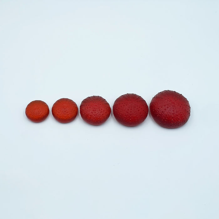 Sea Urchins/Kina - Orange Red