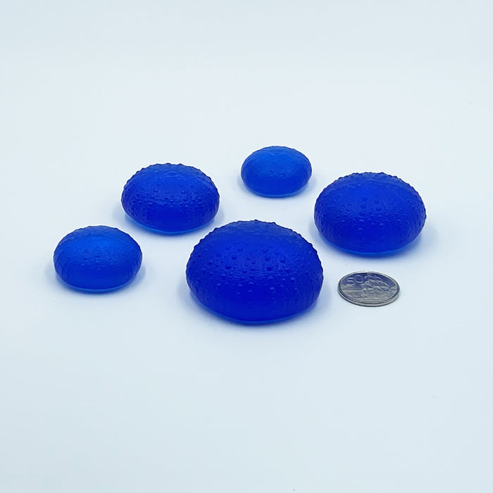 Sea Urchins/Kina - Cobalt