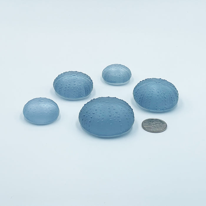 Sea Urchins - Pale Steel Blue