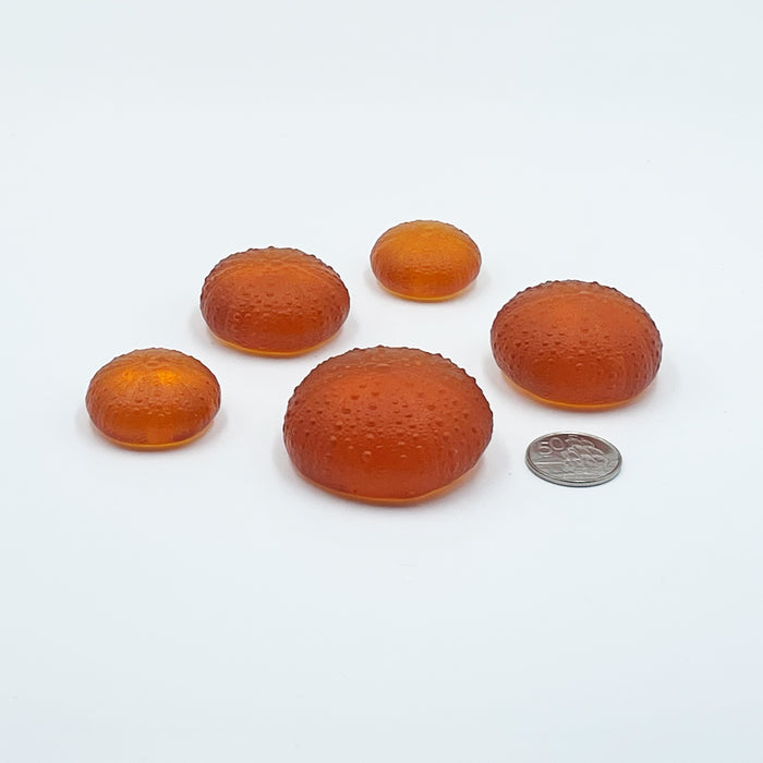 Sea Urchins - Orange